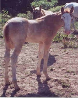 JR