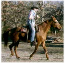  Sassafras