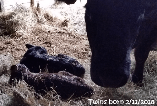 Twin calves