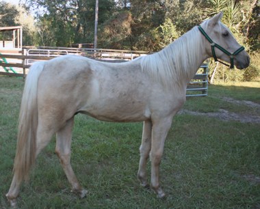 Chaparral