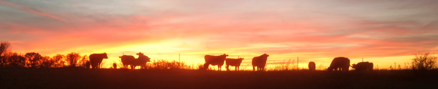 Cattle at sunset