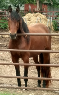 It's About Time, missouri fox trotting horse