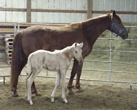 Nellie, missouri fox trotting mare