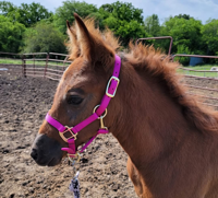 She's Got This, Missouri Fox Trotting horse