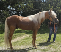 Playboy's High Society