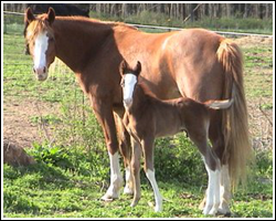 fox trotting foals