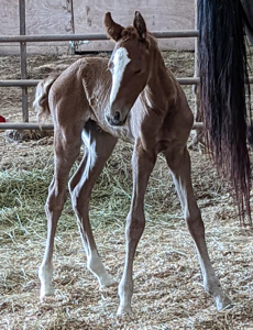 Ice Princess, 2022 foal