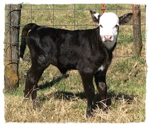 2017 calf