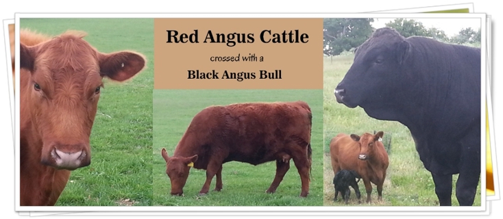 Angus Cattle