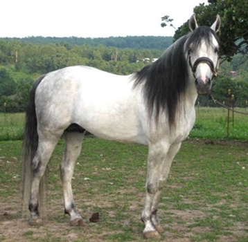 Silverado, fox trotter stallion located in Florida